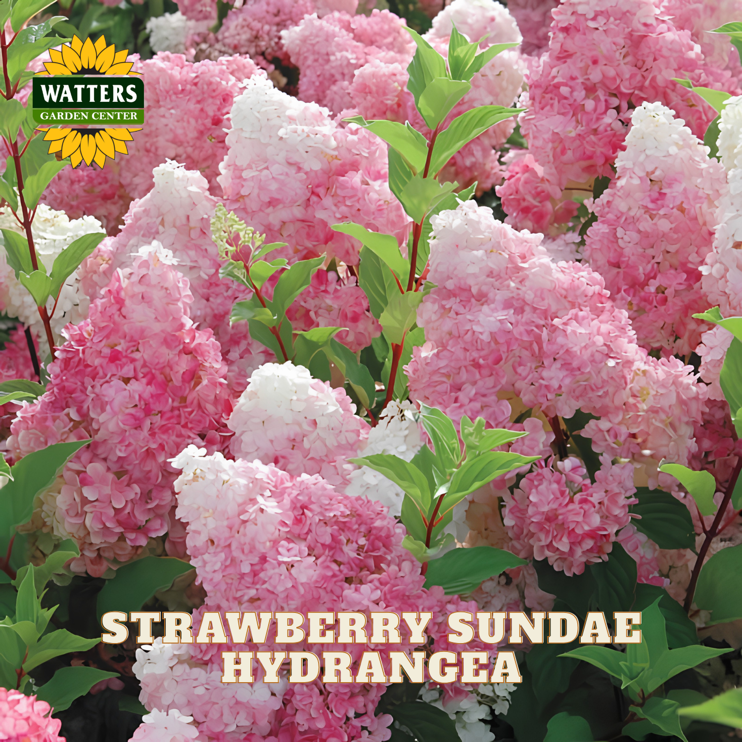 Close-up of pink and white hydrangea flower clusters with green leaves, featuring the Watters Garden Center logo and the text 'STRAWBERRY SUNDAE HYDRANGEA' at the bottom.