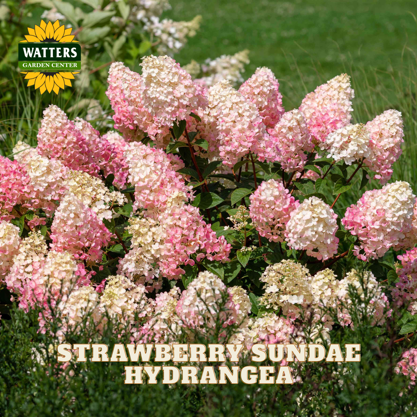 A close-up of a hydrangea bush with pink and cream flower clusters growing in a garden, with the text 'STRAWBERRY SUNDAE HYDRANGEA' and a Watters Garden Center logo visible.