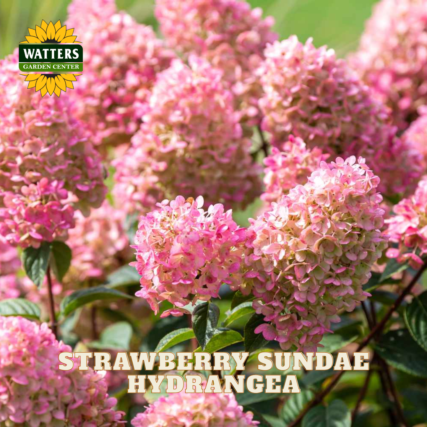 Pink hydrangea flowers in full bloom with green leaves, featuring a Watters Garden Center logo in the top left and the text 'STRAWBERRY SUNDAE HYDRANGEAEA' at the bottom.
