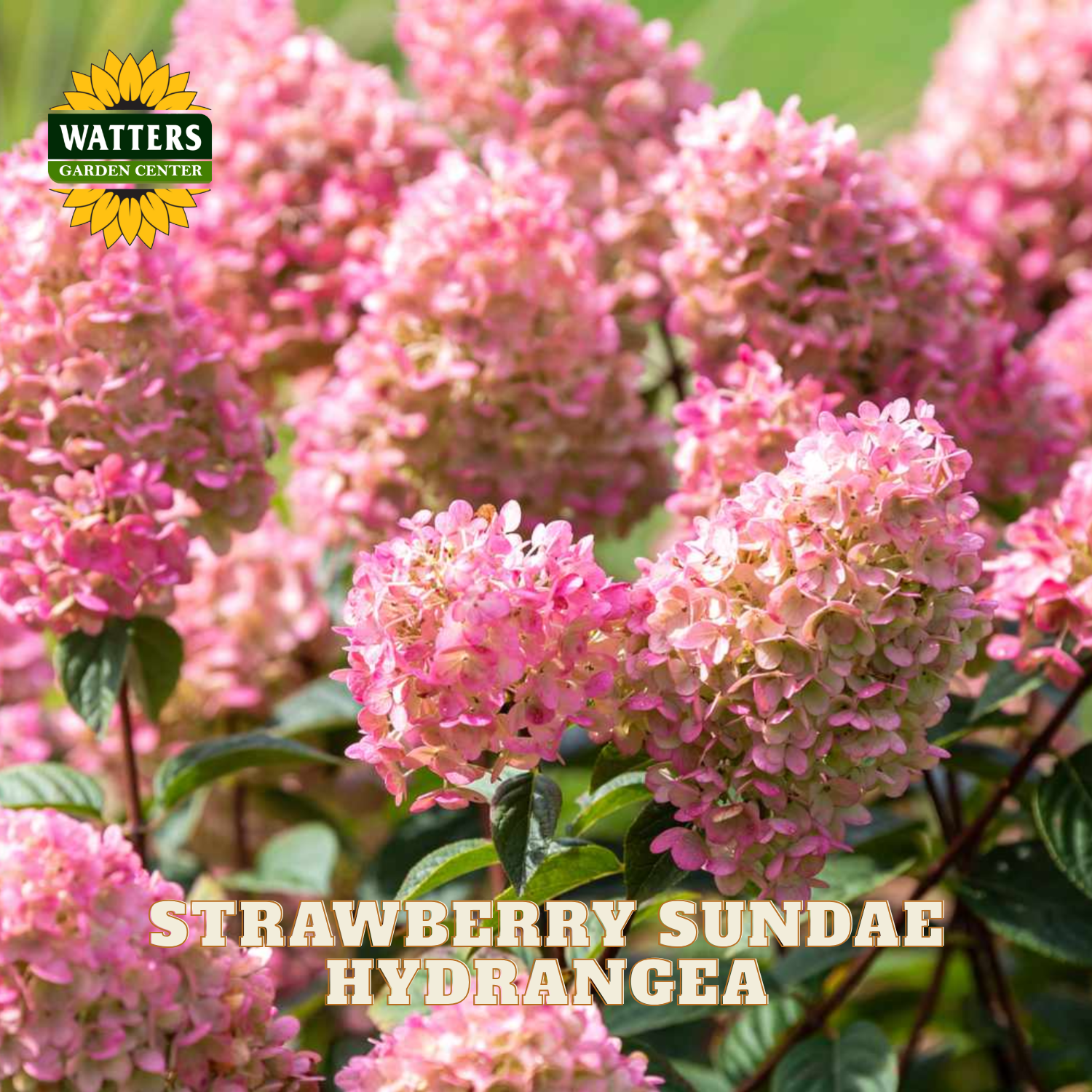 Pink hydrangea flowers in full bloom with green leaves, featuring a Watters Garden Center logo in the top left and the text 'STRAWBERRY SUNDAE HYDRANGEAEA' at the bottom.
