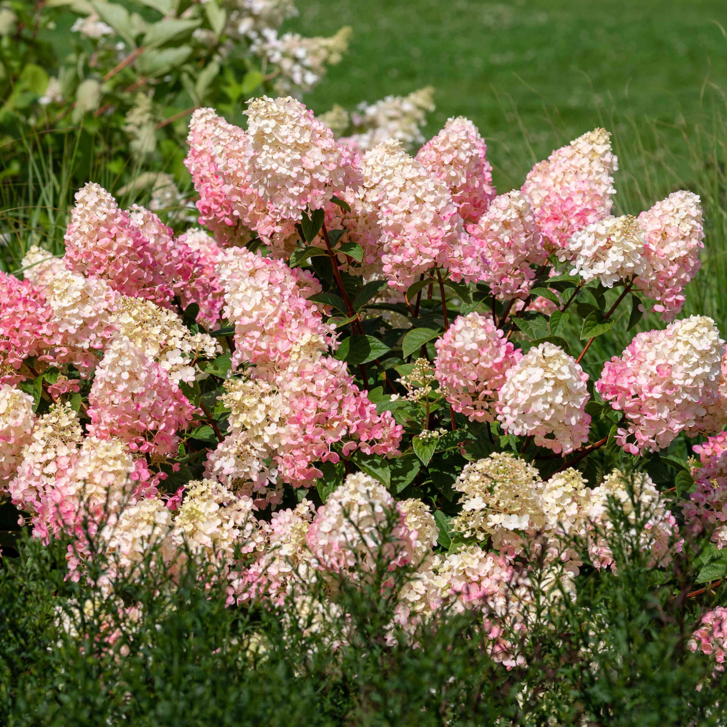 Pink and cream hydrangea flower blooms on a green garden bush, photographed in a natural outdoor setting.