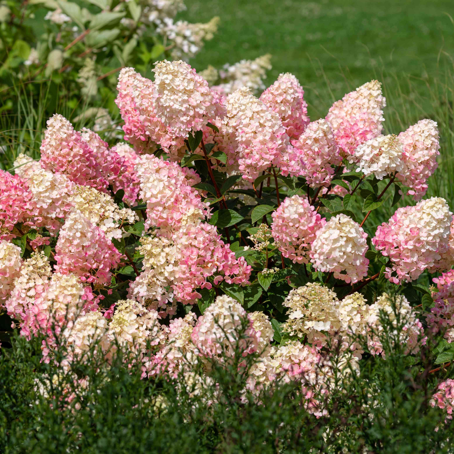 Pink and cream hydrangea flower blooms on a green garden bush, photographed in a natural outdoor setting.