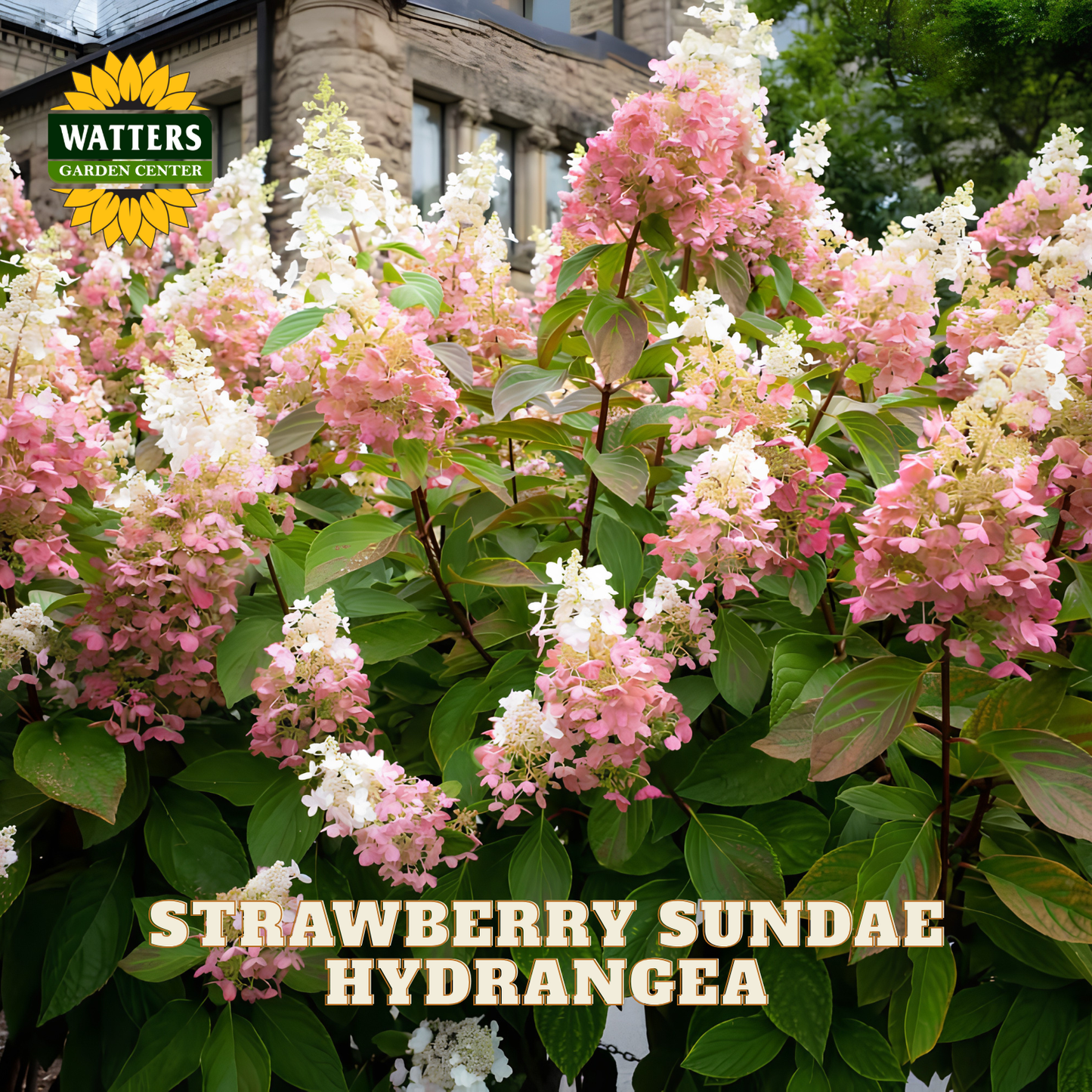 Blooming hydrangea bush with pink and white flowers and green leaves, with a Watters Garden Center logo in the top left and the text 'STRAWBERRY SUNDAE HYDRANGEA' at the bottom.