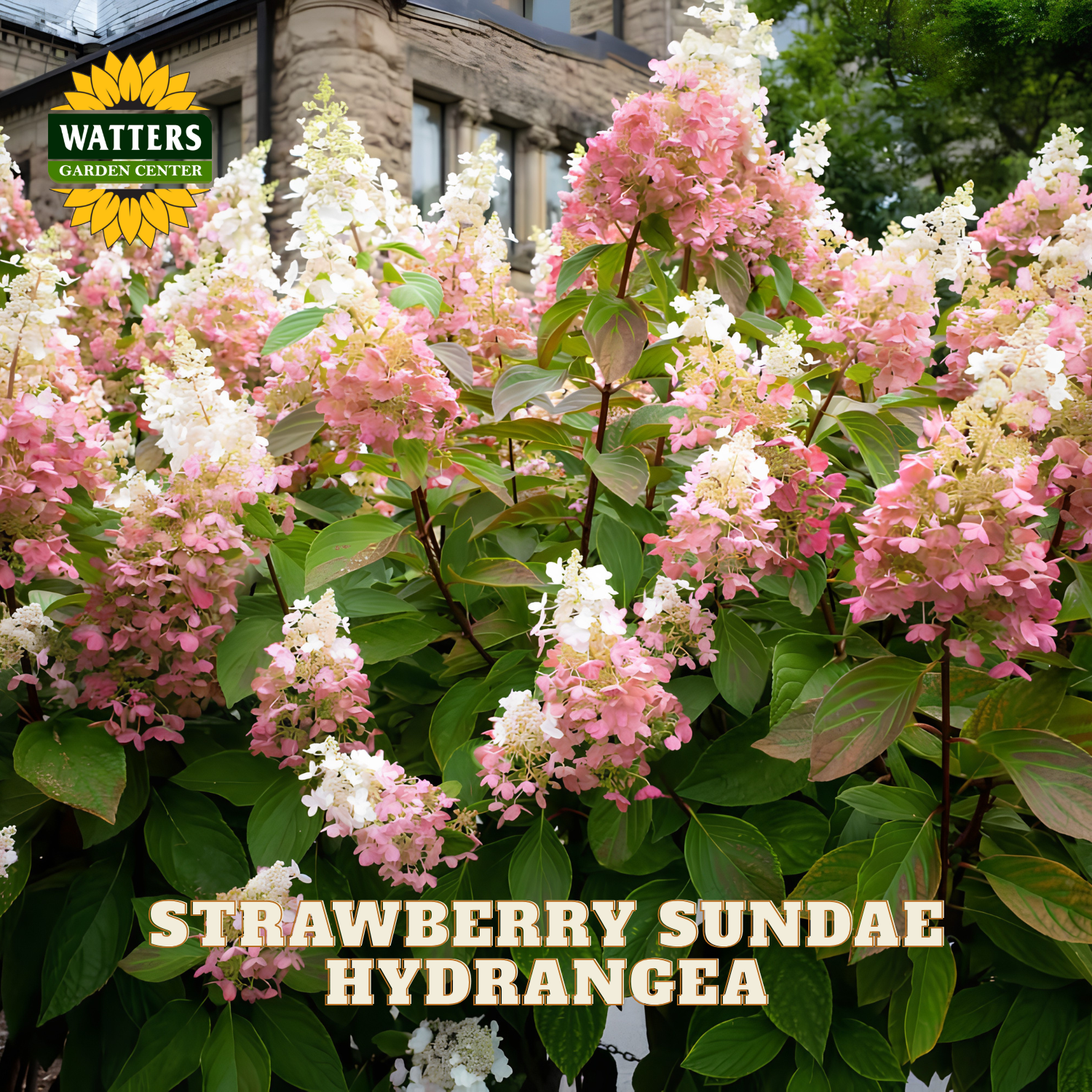 Blooming hydrangea bush with pink and white flowers and green leaves, with a Watters Garden Center logo in the top left and the text 'STRAWBERRY SUNDAE HYDRANGEA' at the bottom.
