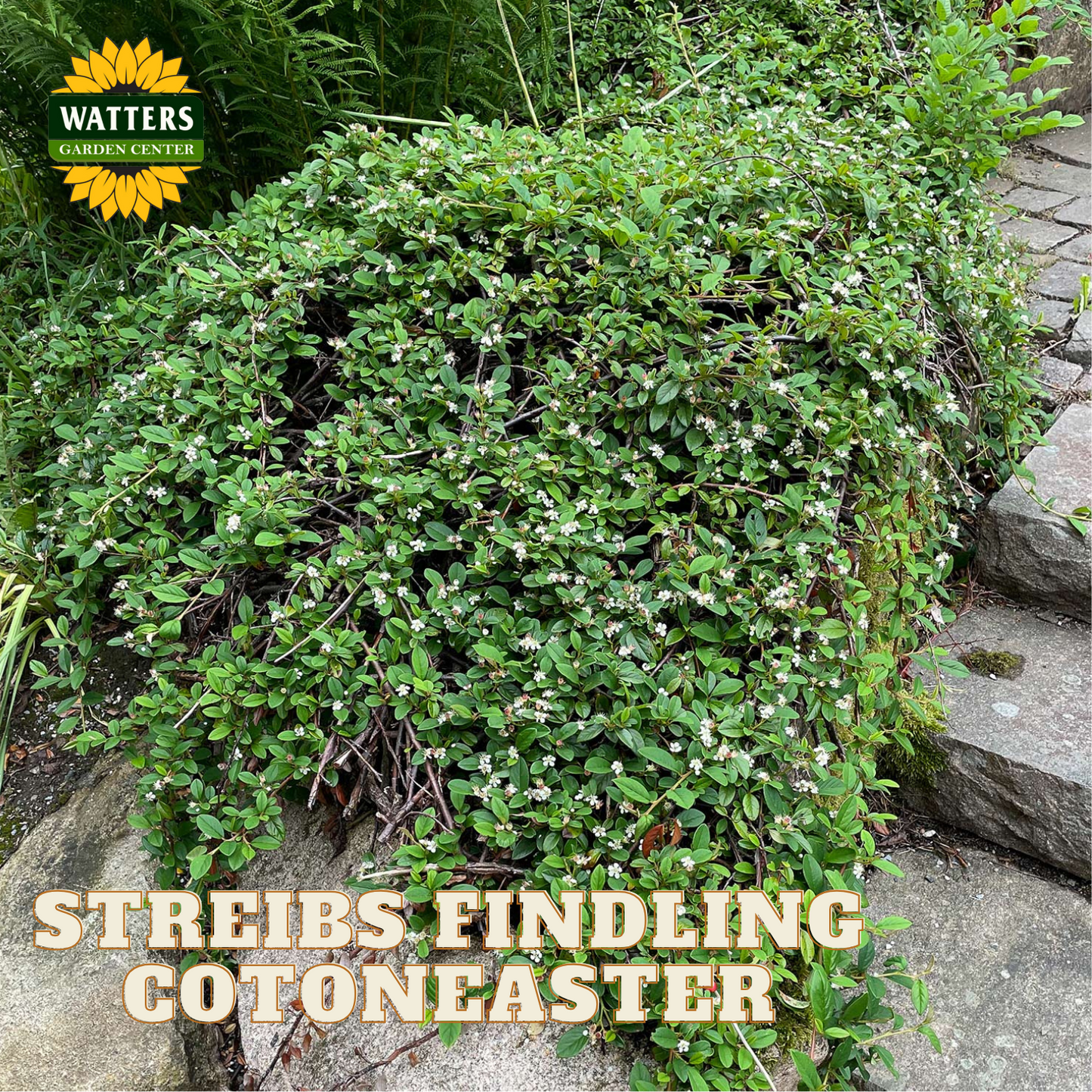 STREIBS FINDLING COTONEASTER 2gal