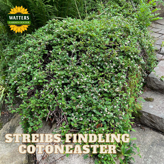 STREIBS FINDLING COTONEASTER 2gal