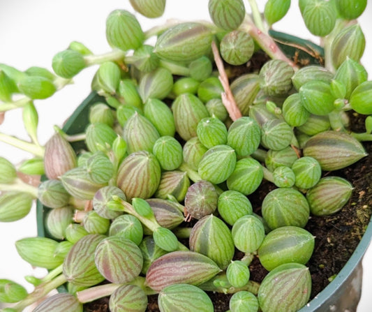 STRING OF WATERMELONS 6 IN