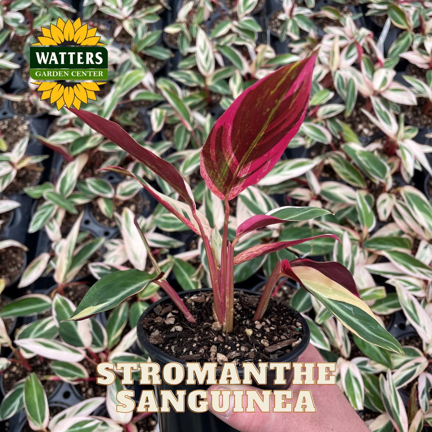 Stromanthe Sanguinea plant in a pot with Watters Garden Center branding.