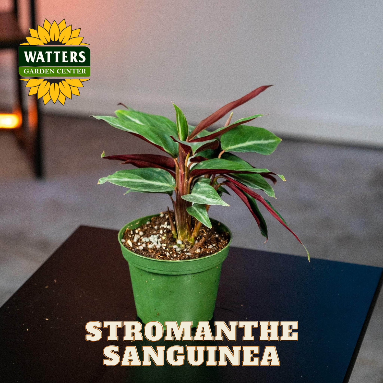 Potted Stromanthe Sanguinea plant with Watters Garden Center logo in the corner.