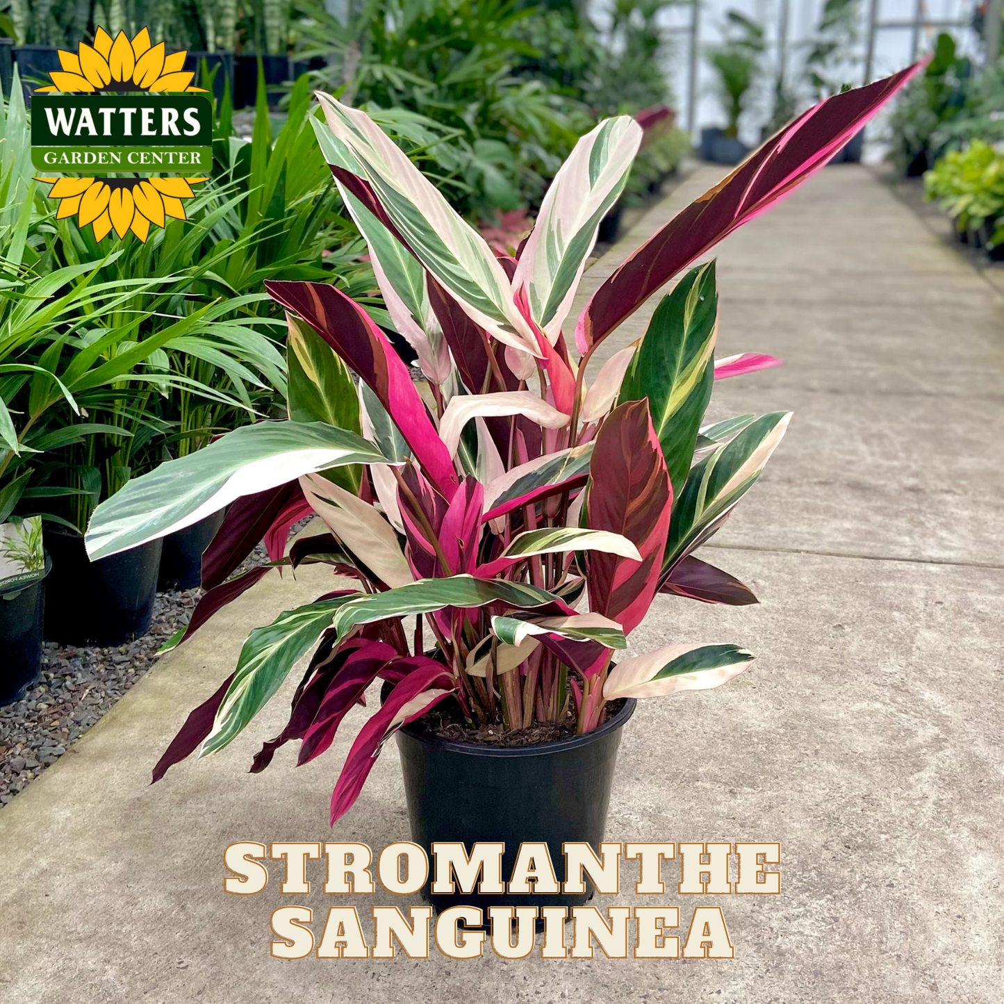 Potted Stromanthe Sanguinea plant in a greenhouse setting with Watters Garden Center branding.