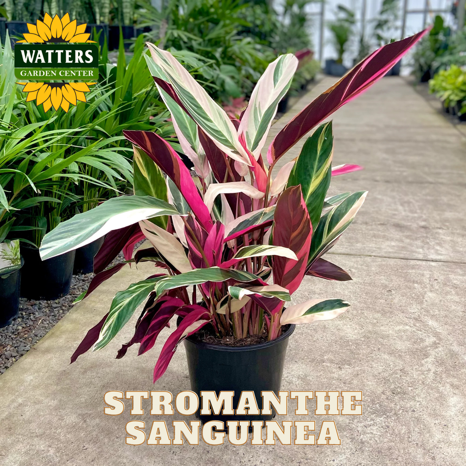 Potted Stromanthe Sanguinea plant in a greenhouse setting with Watters Garden Center branding.