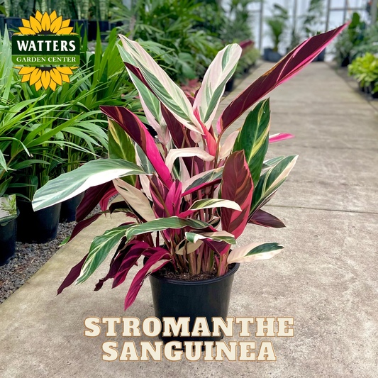 Potted Stromanthe Sanguinea plant in a greenhouse setting with Watters Garden Center branding.