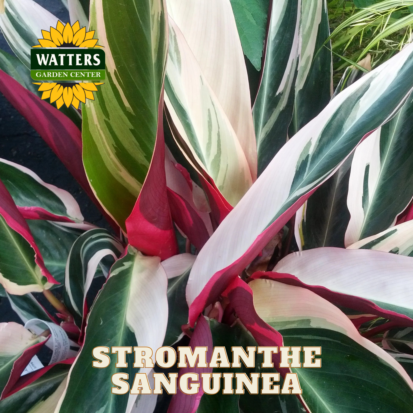Stromanthe Sanguinea plant with Watters Garden Center logo