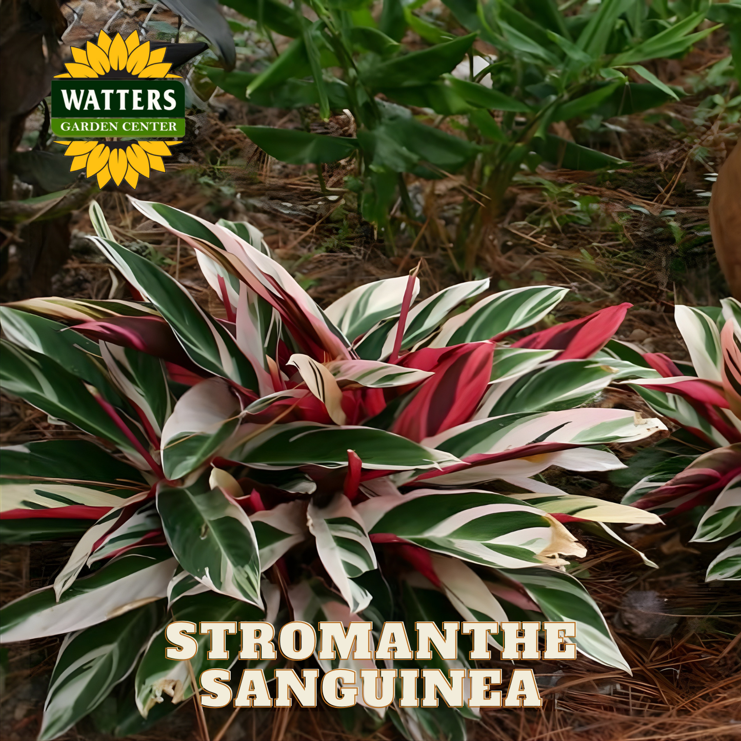 Stromanthe Sanguinea plant with Watters Garden Center logo in the background