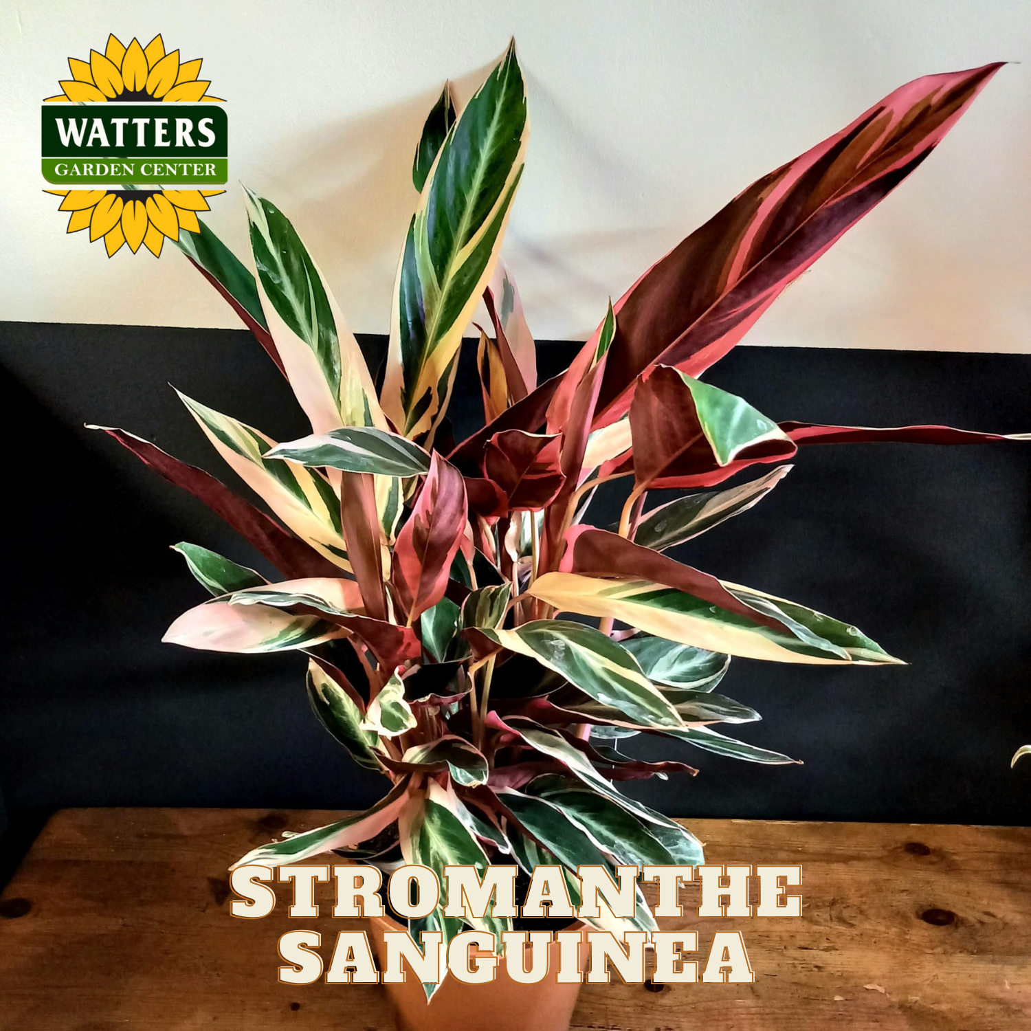 Stromanthe Sanguinea plant on a wooden surface with Watters Garden Center branding.