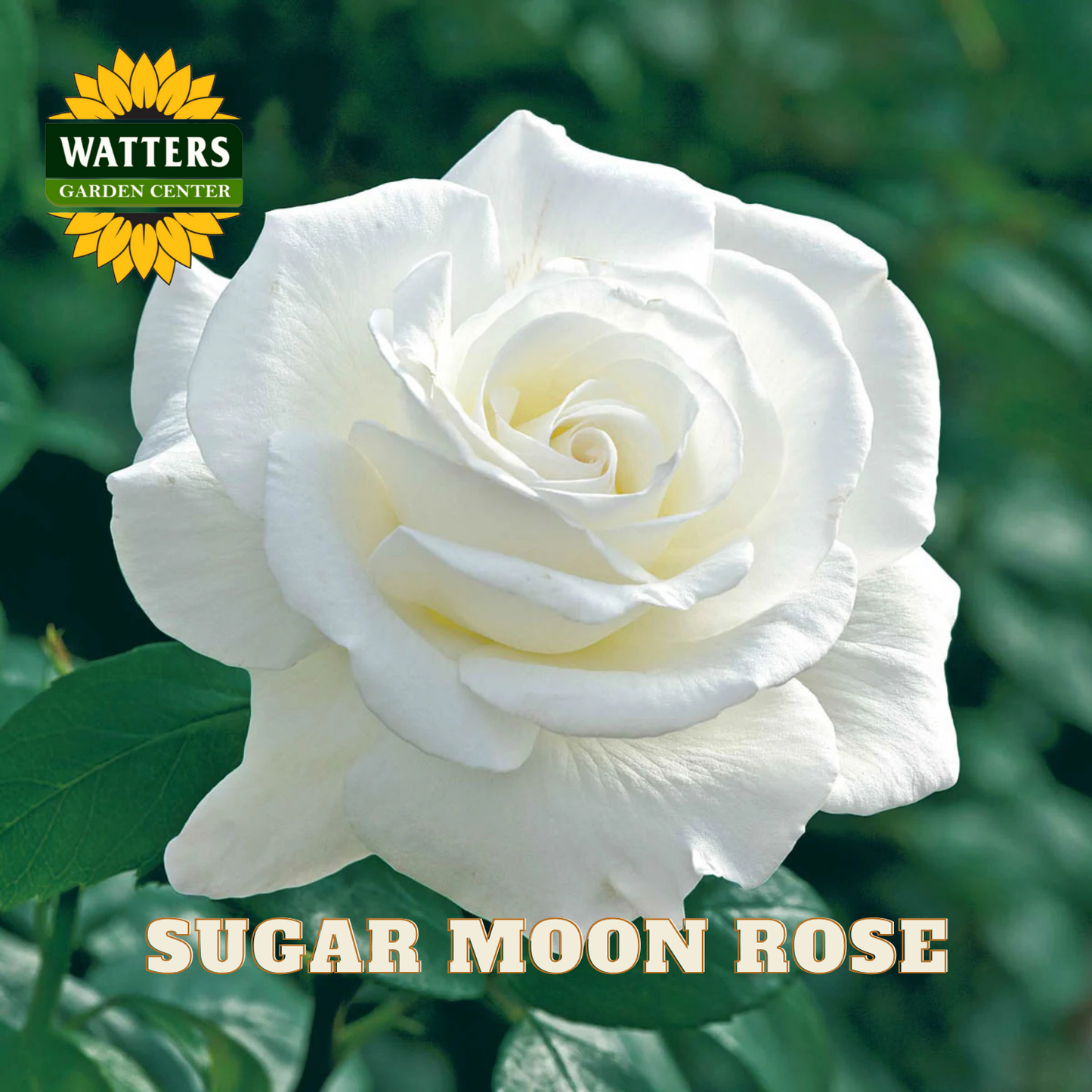 White rose with green leaves and 'Watters Garden Center' logo.
