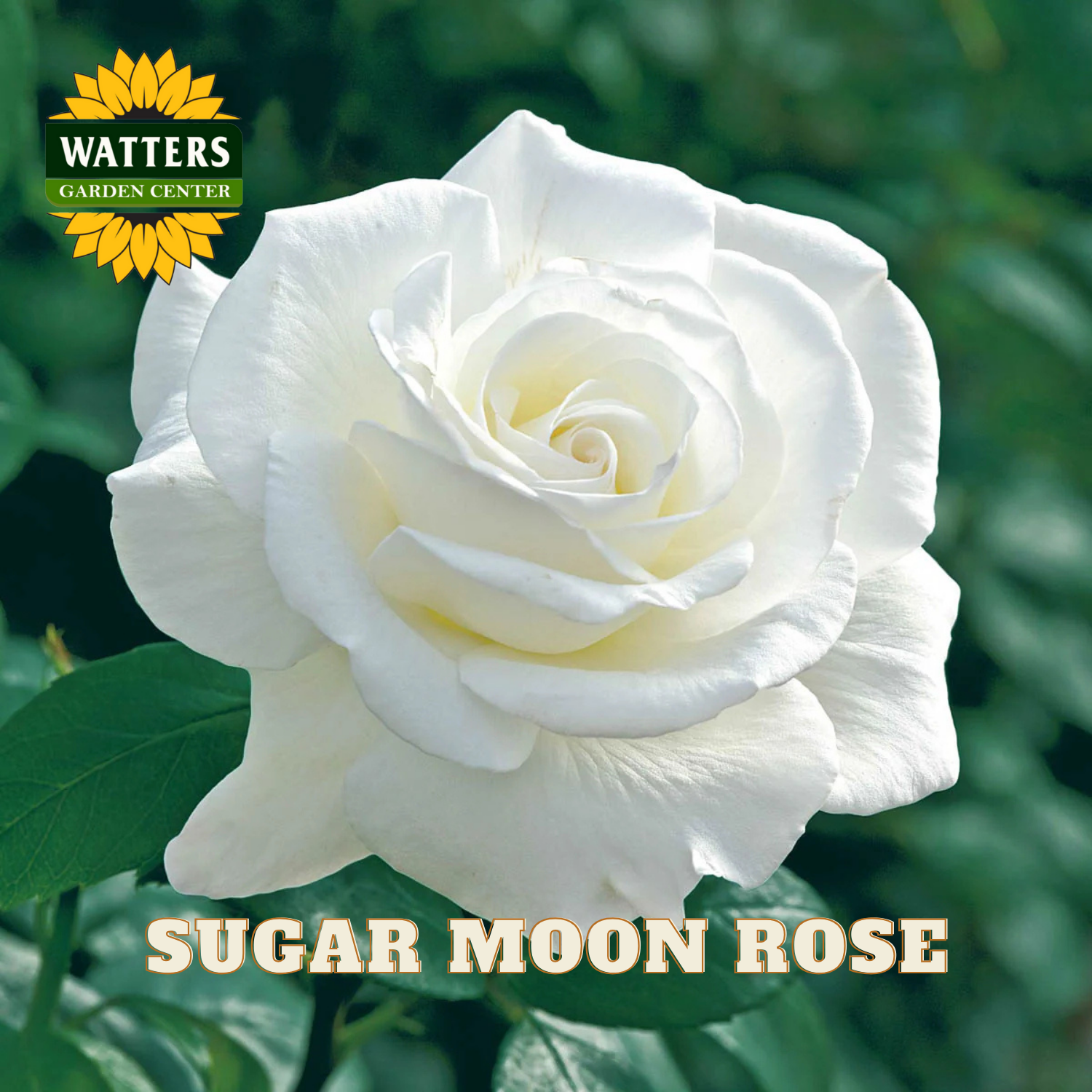 White rose with green leaves and 'Watters Garden Center' logo.