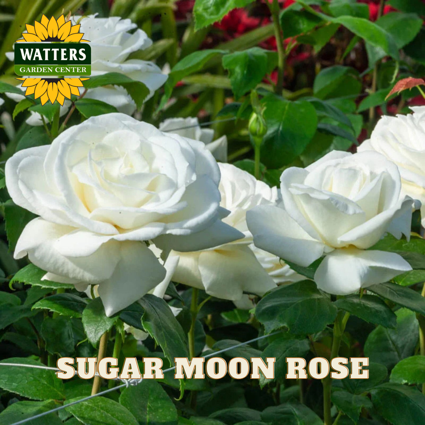 White roses with green leaves and Watters Garden Center logo.