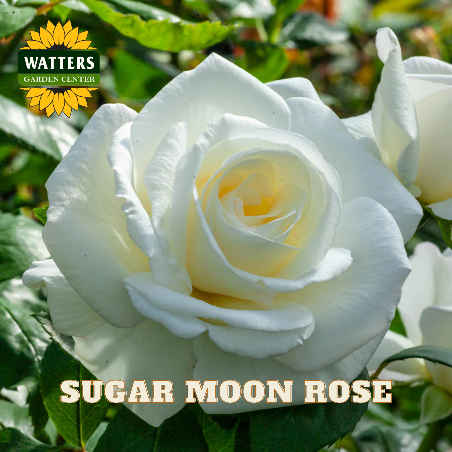 White rose with 'Watters Garden Center' logo and 'Sugar Moon Rose' text.