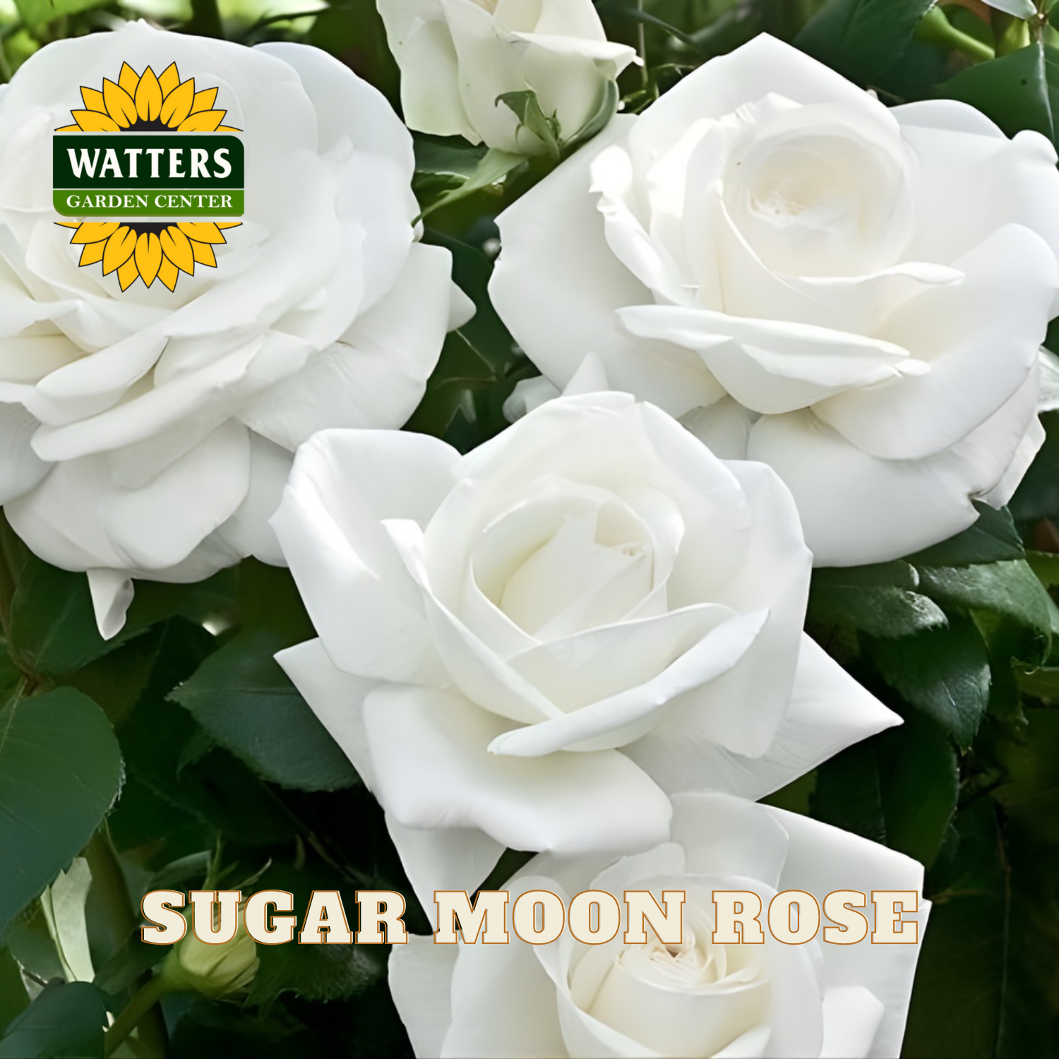 White roses with Watters Garden Center logo and 'Sugar Moon Rose' text.