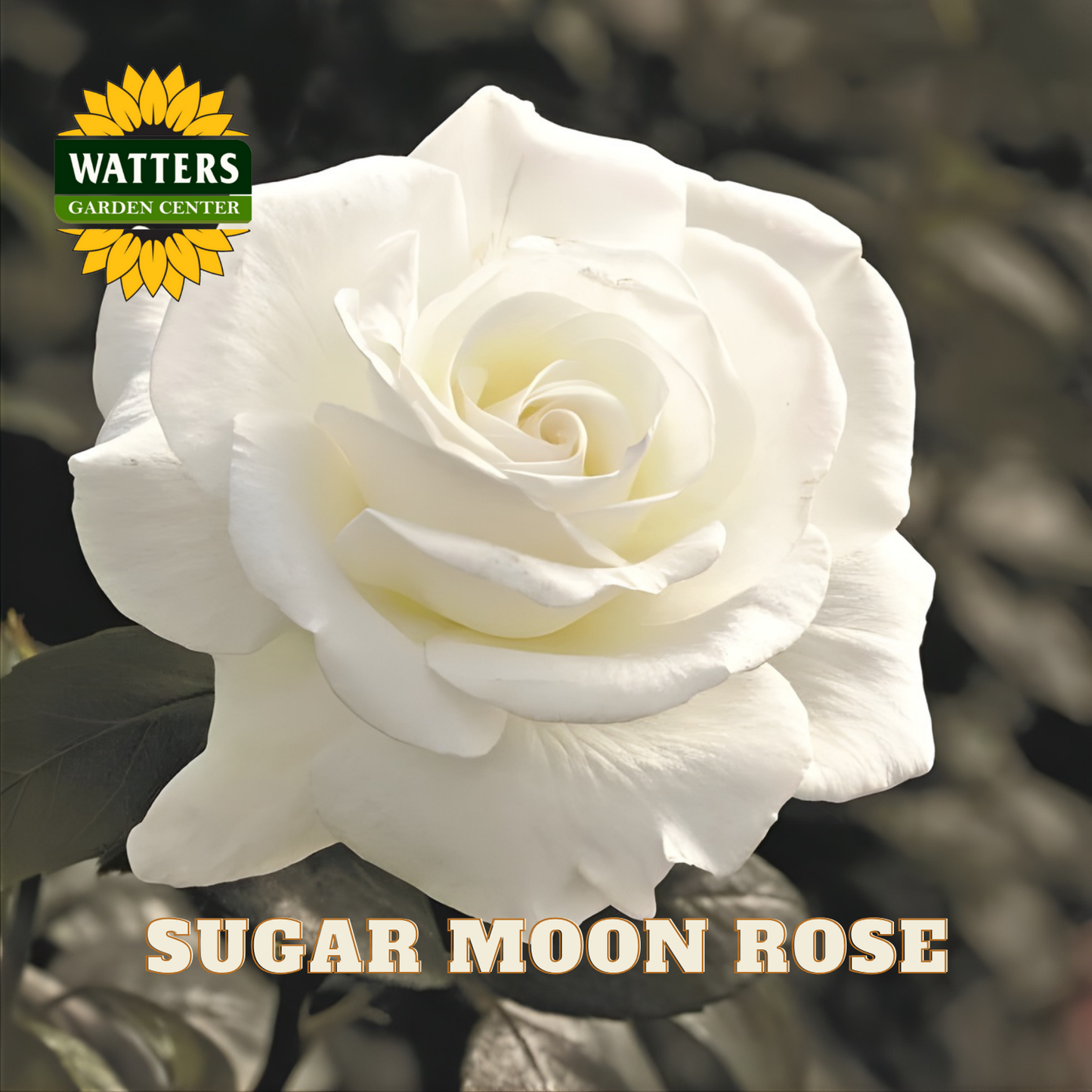 White rose with 'Watters Garden Center' logo and 'Sugar Moon Rose' text.