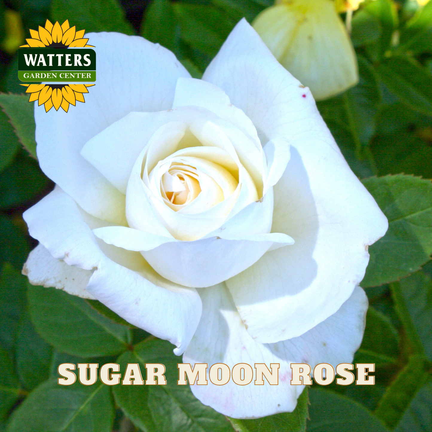 White rose with green leaves and Watters Garden Center branding.