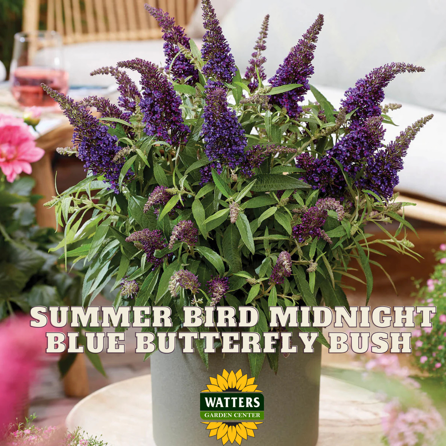 SUMMER BIRD MIDNIGHT BLUE BUTTERFLY BUSH 1gal