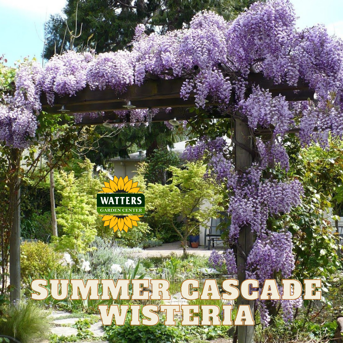 SUMMER CASCADE WISTERIA 2gal
