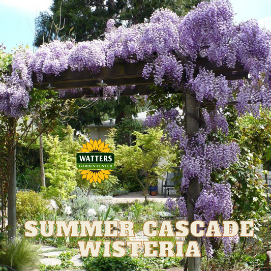 SUMMER CASCADE WISTERIA 2gal