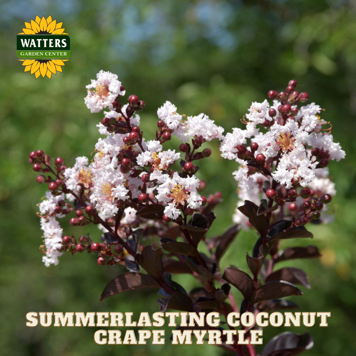 Summerlasting Coconut Crape Myrtle with Watters Garden Center branding