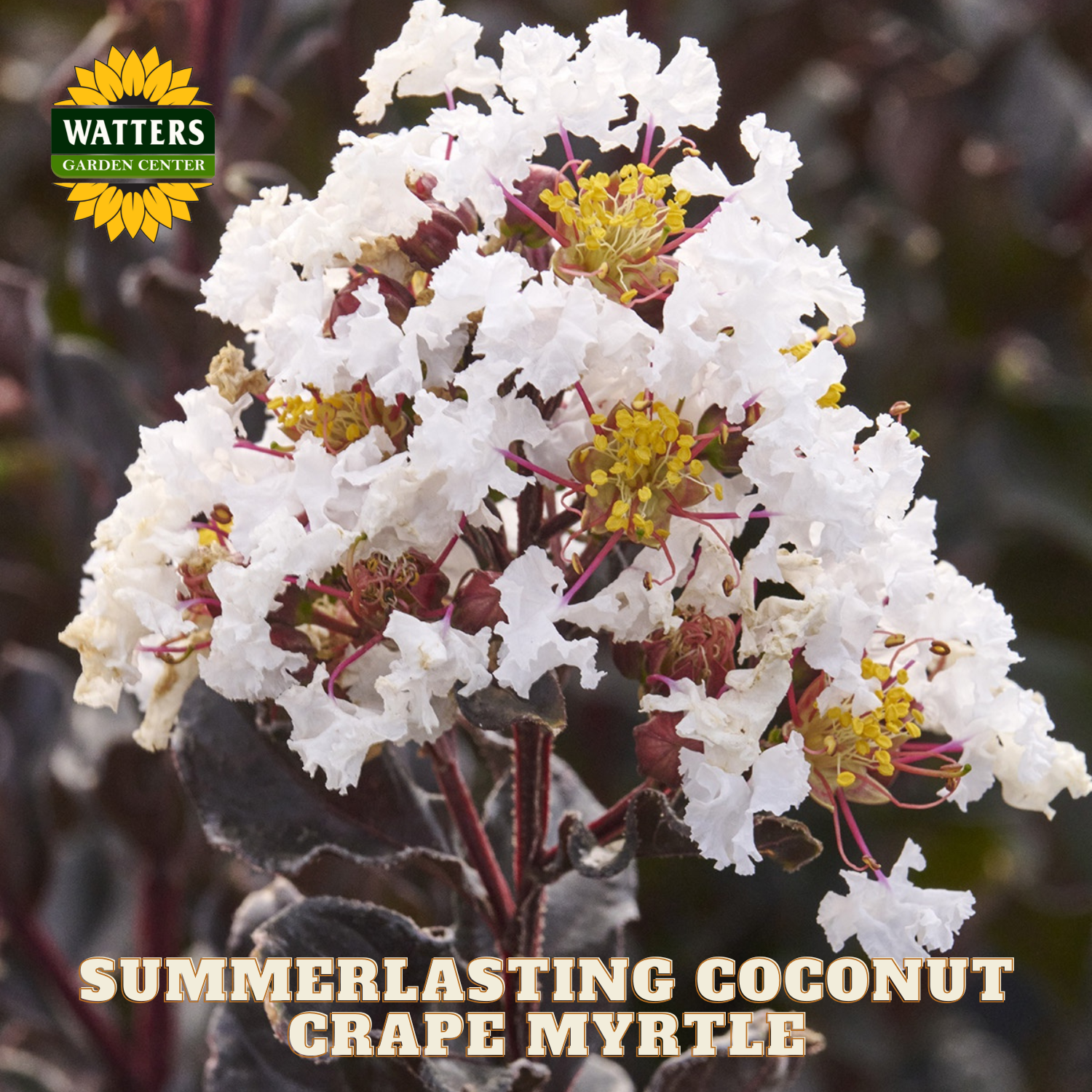 White flowers with yellow centers on a dark background, featuring Watters Garden Center logo.