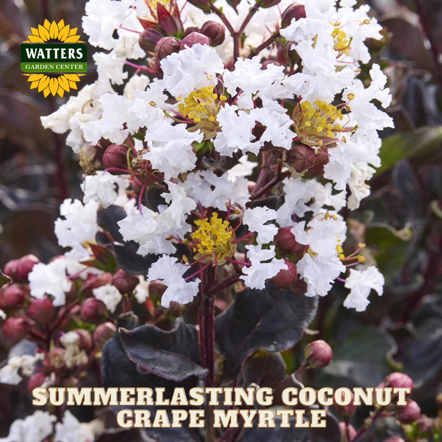Summerlasting Coconut Crape Myrtle with Watters Garden Center branding