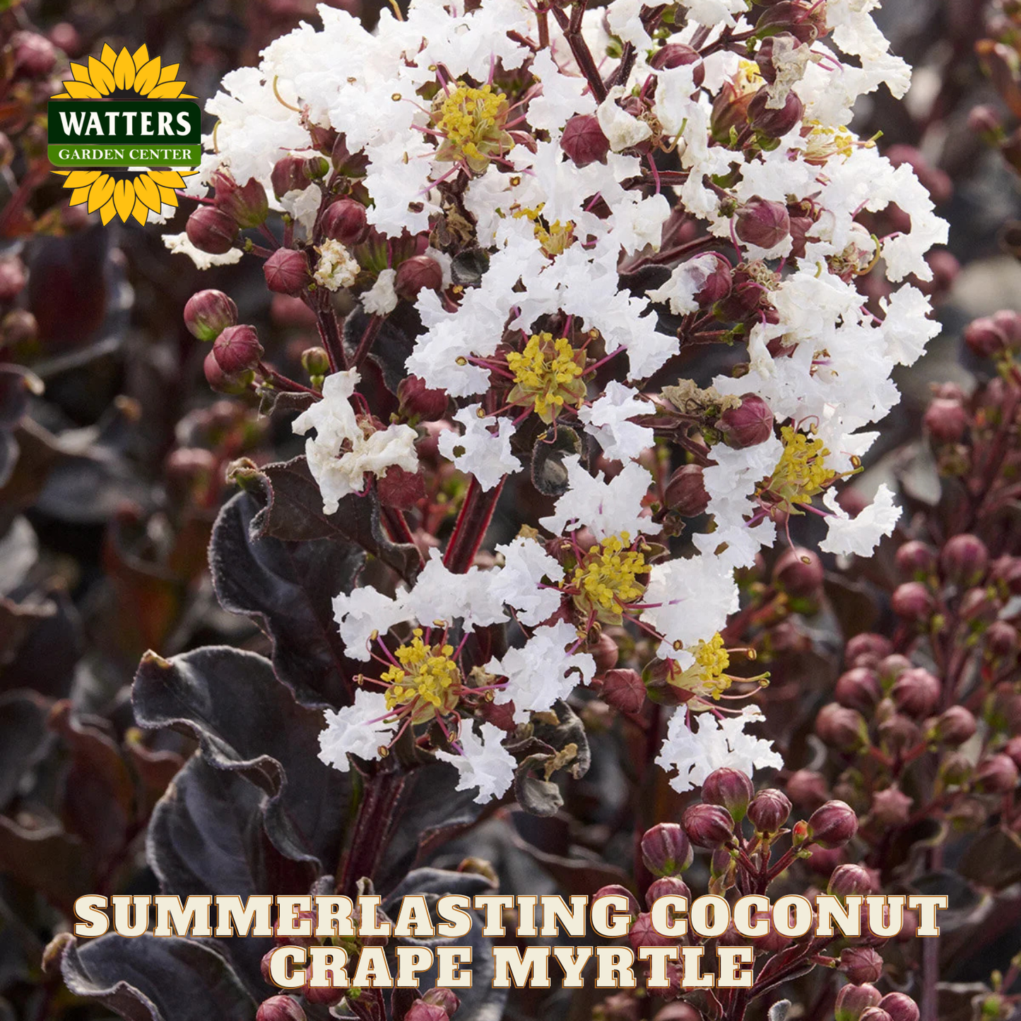 Summerlasting Coconut Gripe Myrtle with Watters Garden Center branding