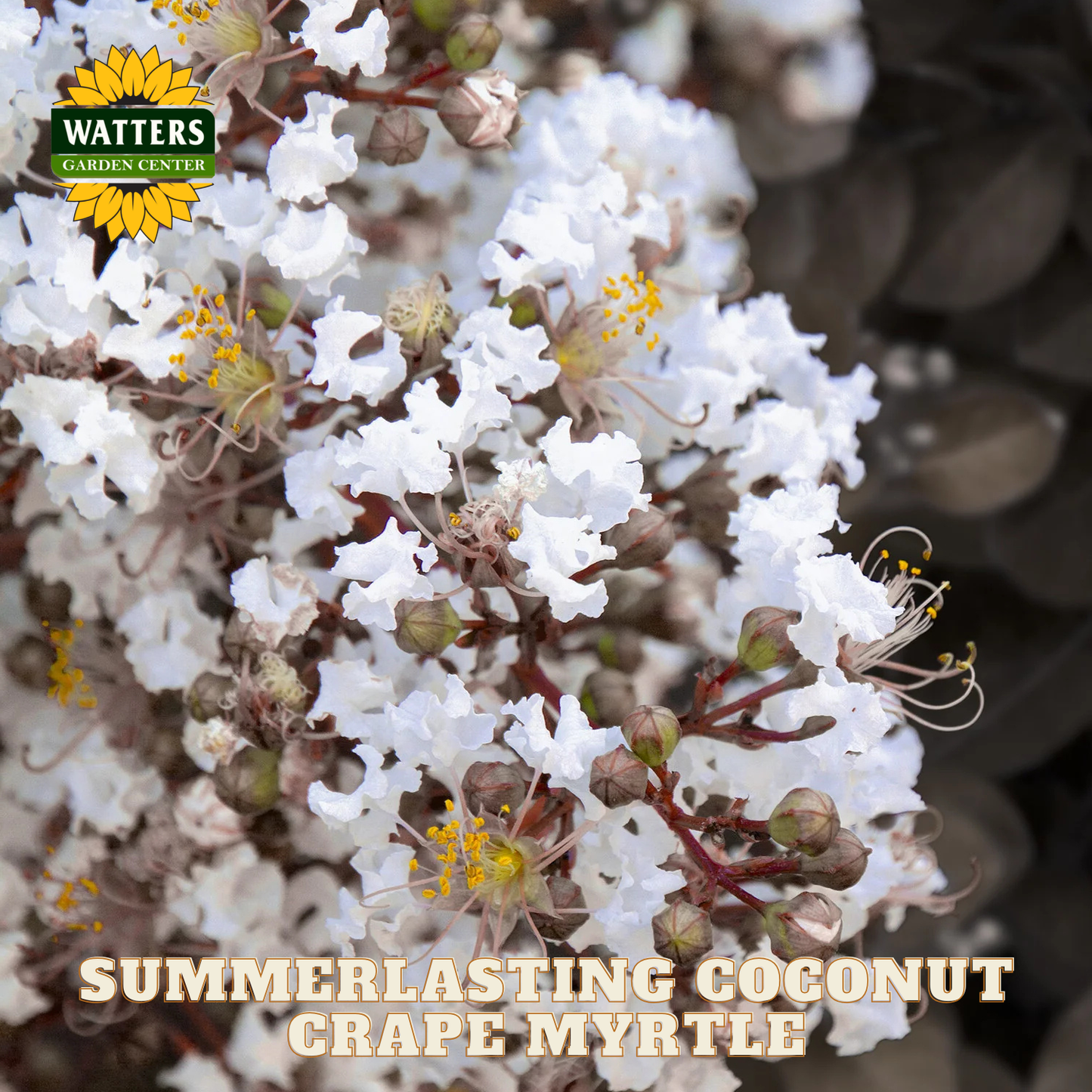 Close-up of white flowers with yellow centers, labeled 'Summerlasting Coconut Crape Myrtle' by Watters Garden Center.