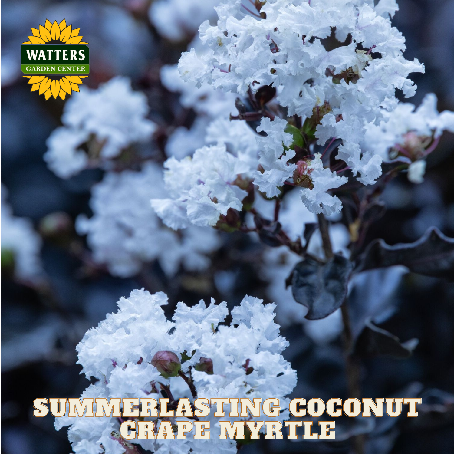 White flowers of a Summerlasting Coconut Grape Myrtle with Watters Garden Center logo.
