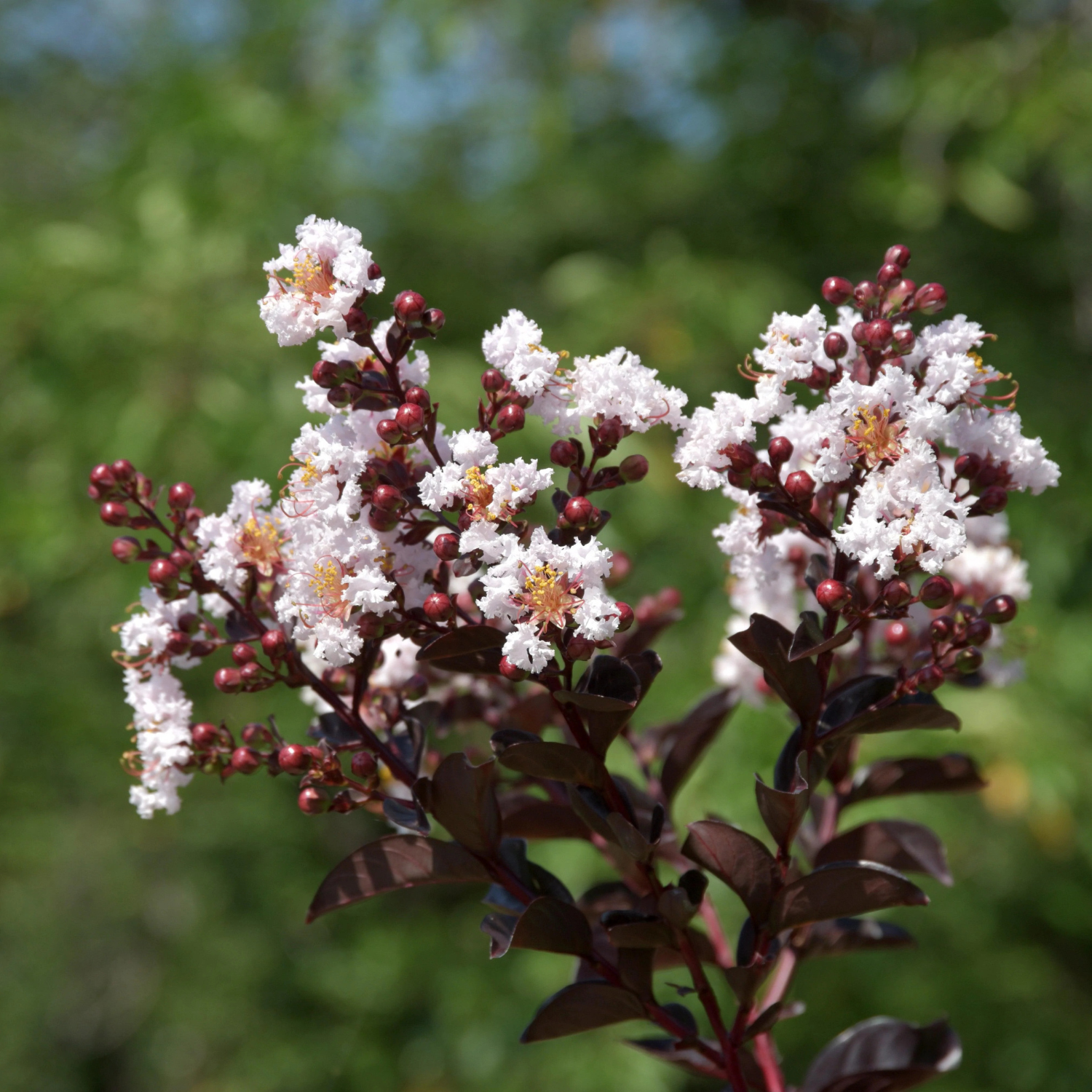 Close-up of white flowers with red buds against a blurred green background