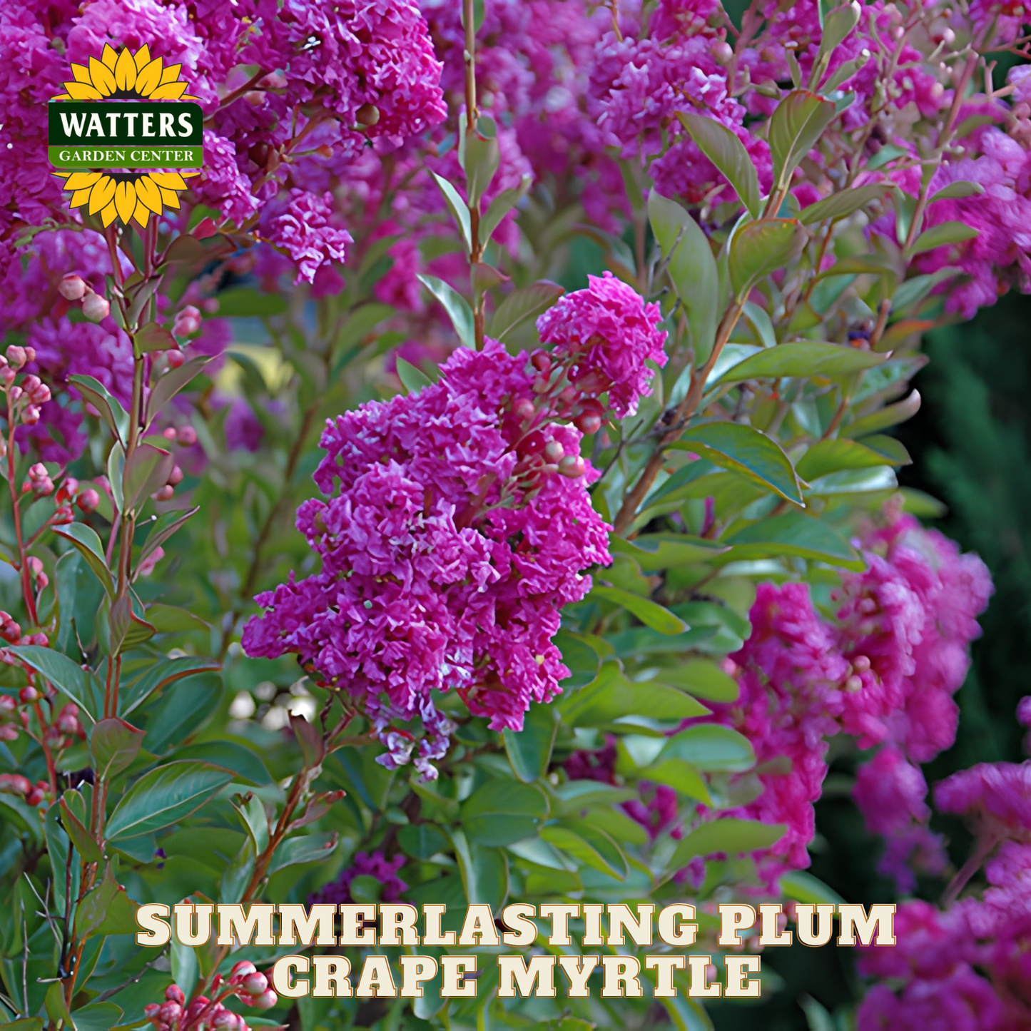 Summerlasting plumrape myrtle with Watters Garden Center branding.