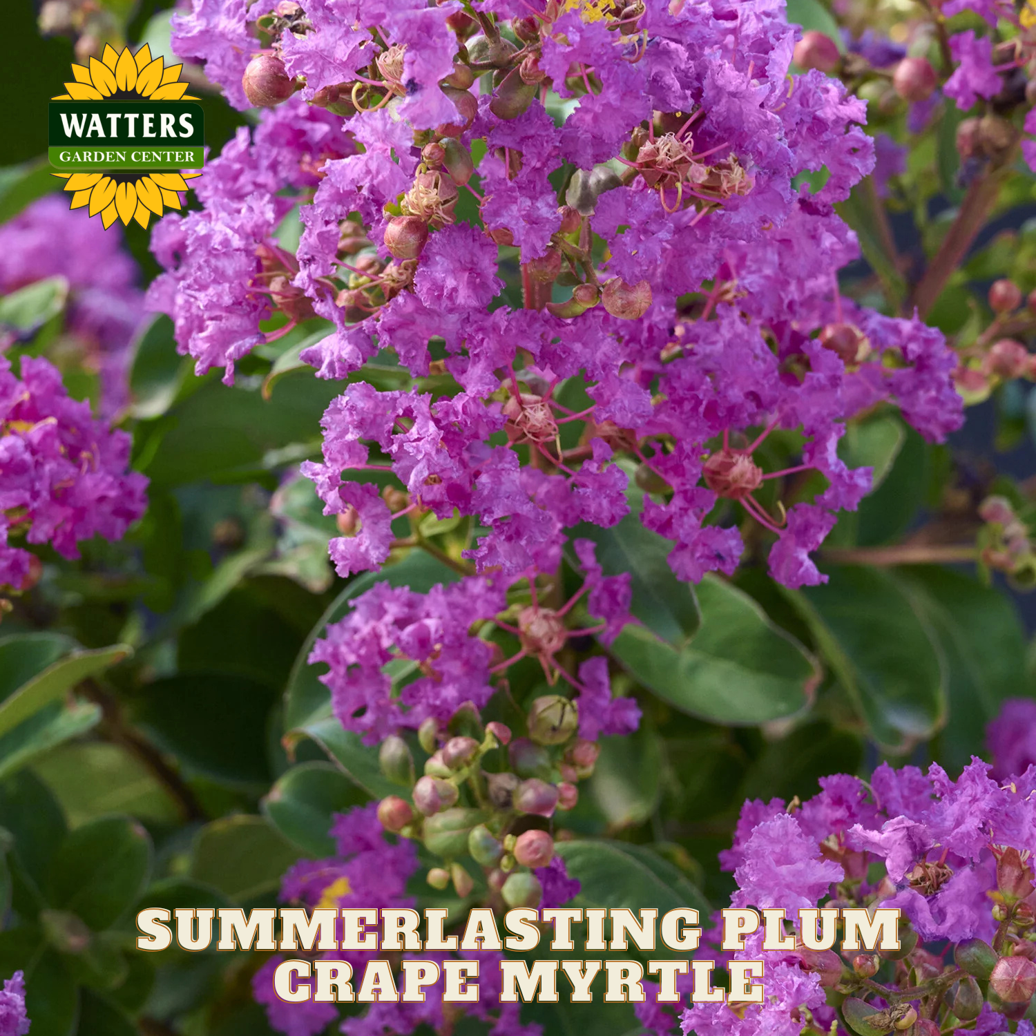 Purple flower cluster with 'Watters Garden Center' logo and text 'Summerlasting Plum Crape Myrtle'.