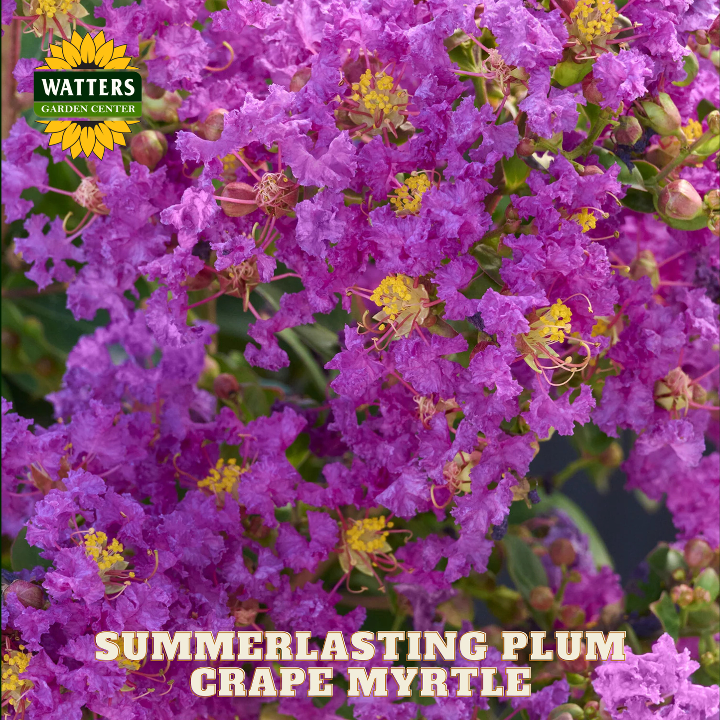 Purple flowers with yellow centers and 'Watters Garden Center' logo.