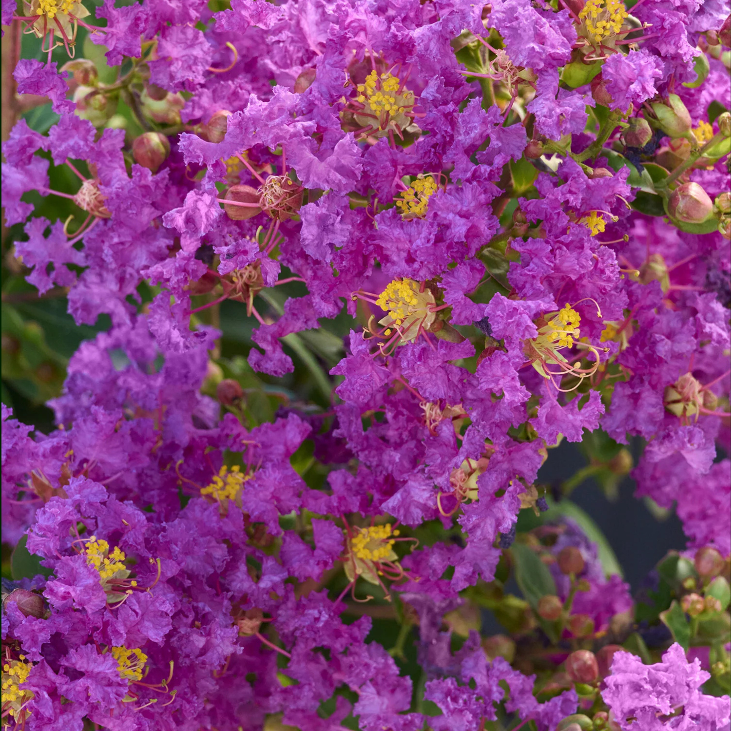 Close-up of purple flowers with green leaves