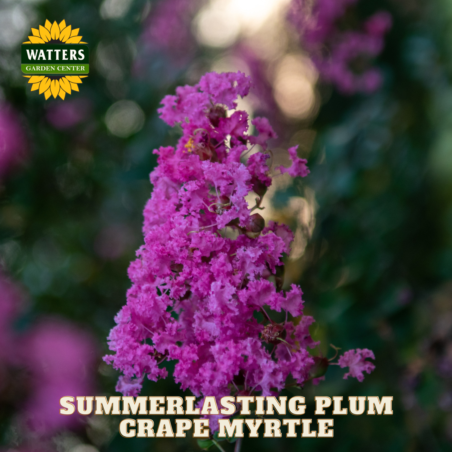 Purple flower with 'Watters Garden Center' logo and text 'Summerlasting Plum Crape Myrtle'.