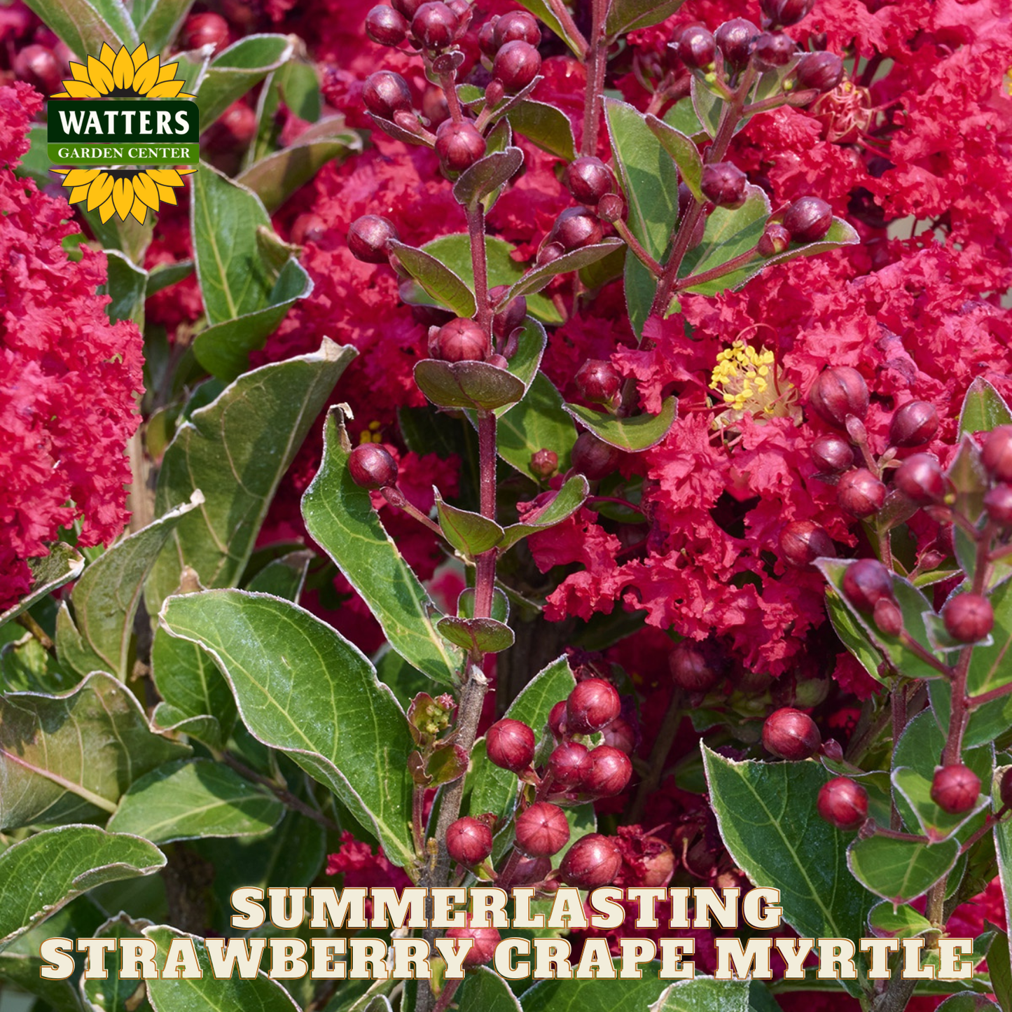 Summerlasting Strawberry Crape Myrtle with Watters Garden Center branding