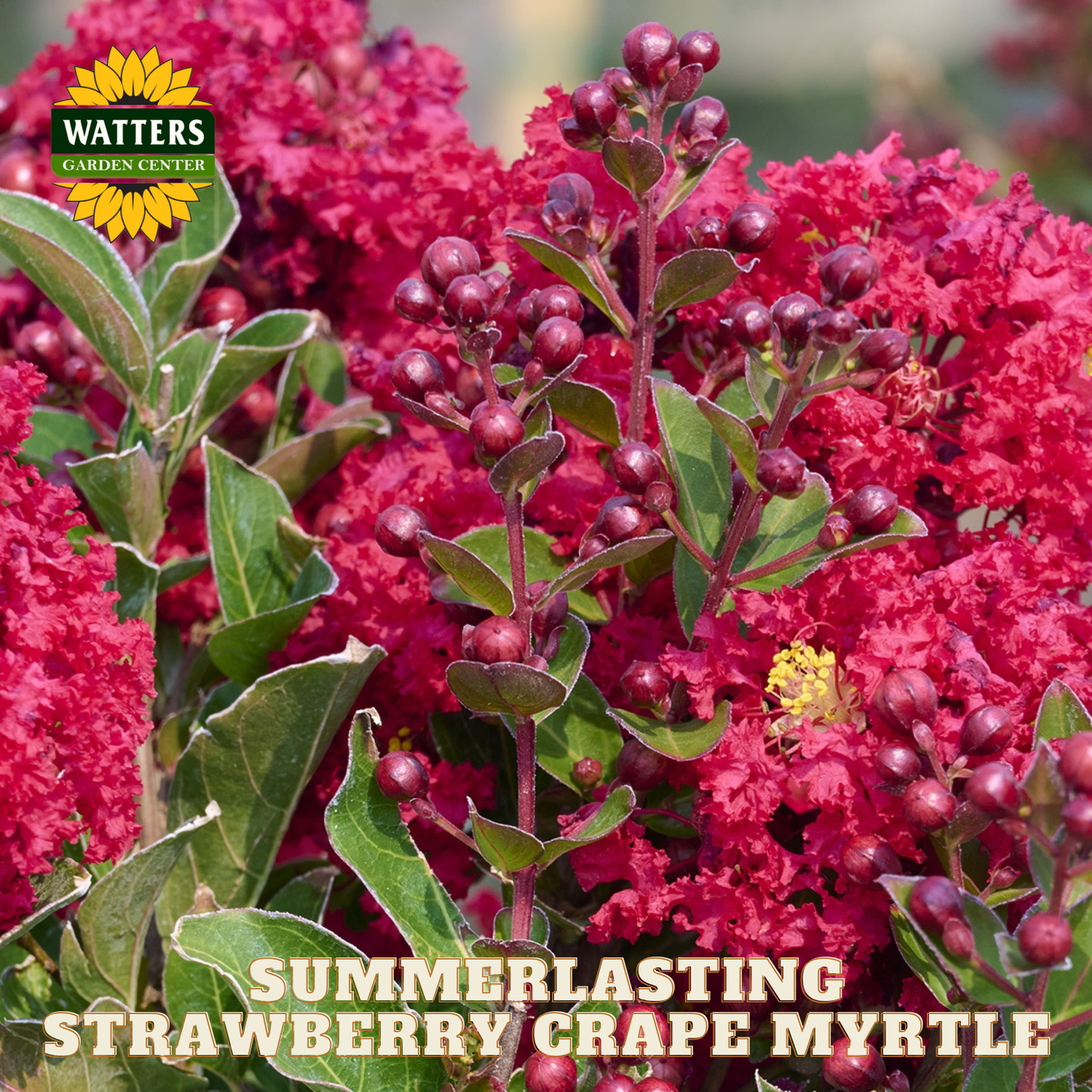 Summerlasting Strawberry Crape Myrtle with Watters Garden Center branding.