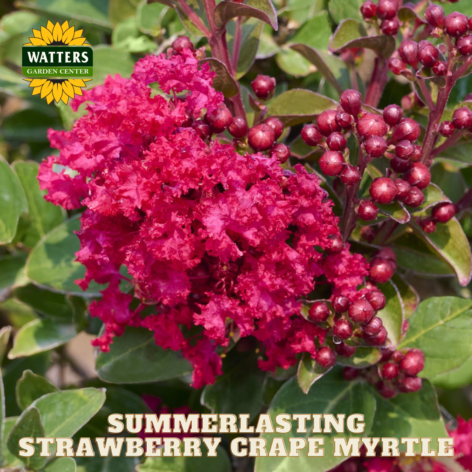 Summerlasting Strawberry Crape Myrtle with Watters Garden Center branding