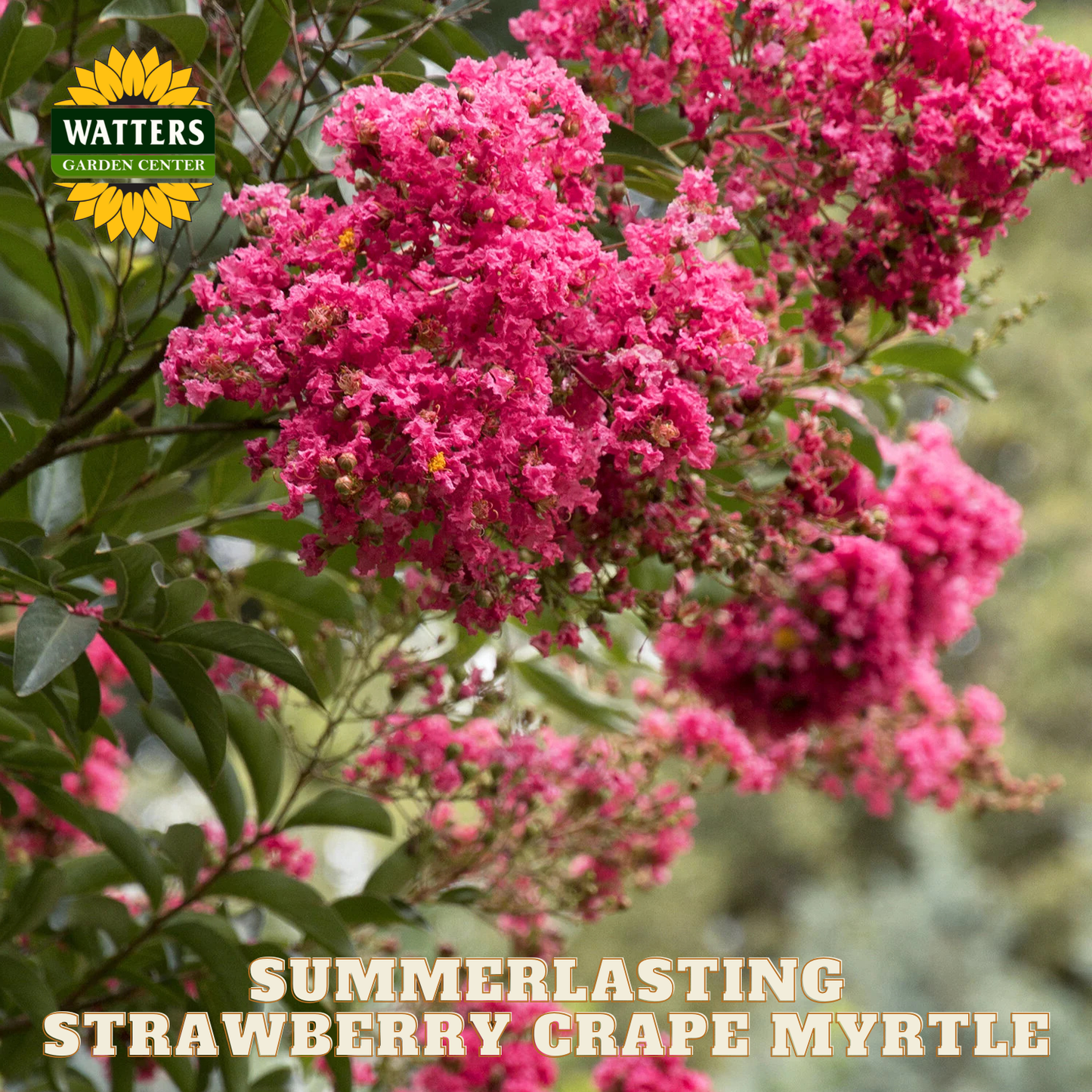 Pink flowers of Summerlasting Strawberry Grape Myrtle with Watters Garden Center logo.