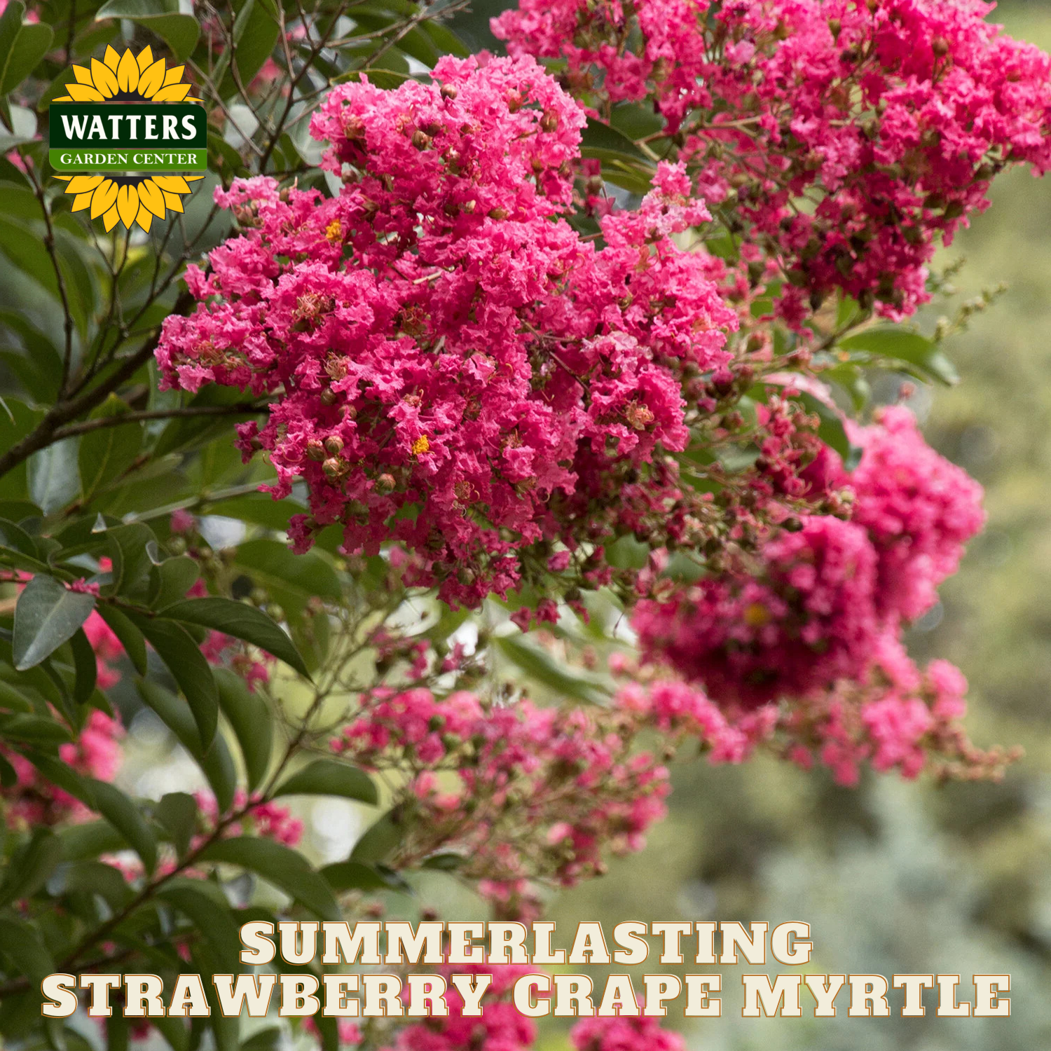 Pink flowers of Summerlasting Strawberry Grape Myrtle with Watters Garden Center logo.