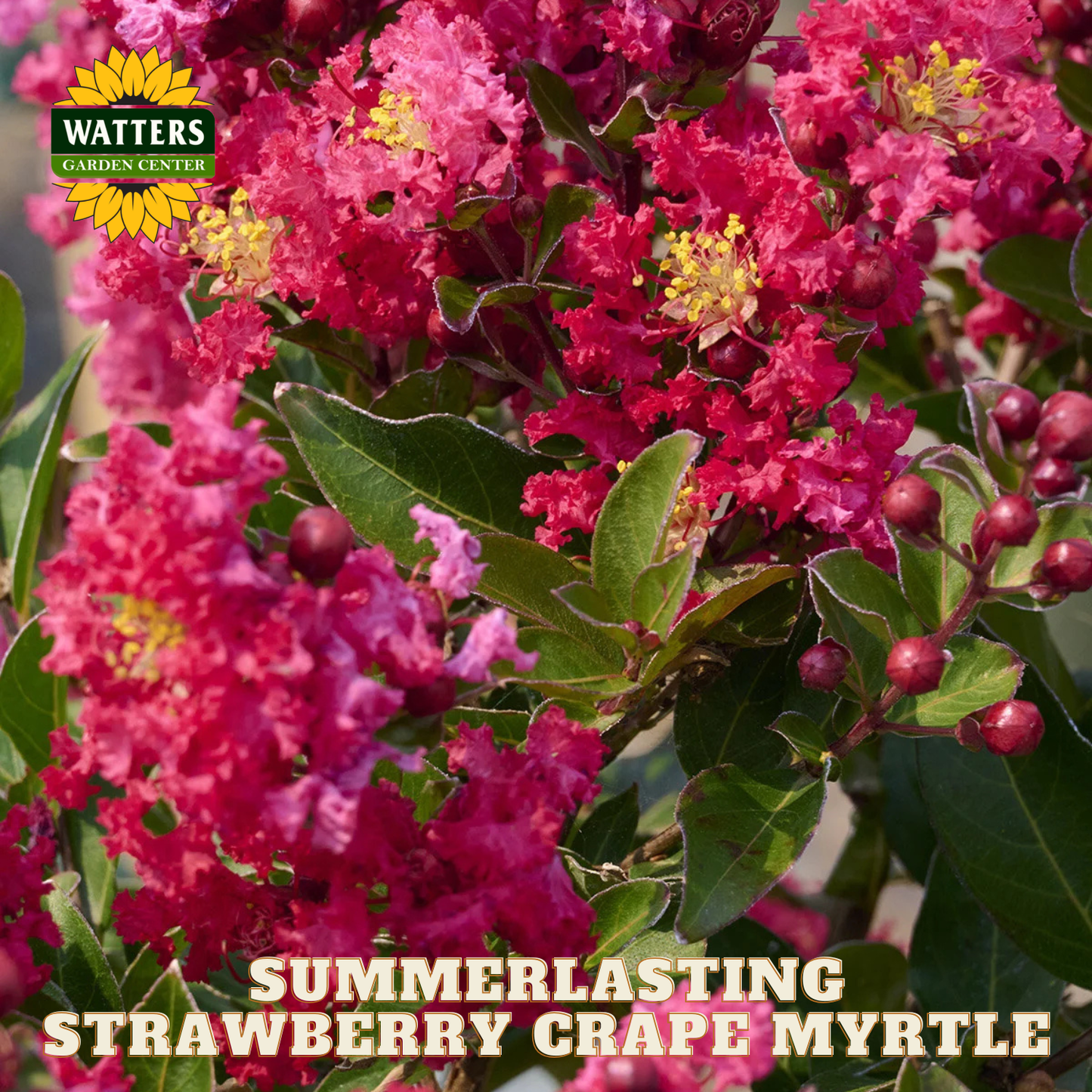 Pink flowers with green leaves and berries, labeled 'Summerlasting Strawberry Crape Myrtle' by Watters Garden Center.