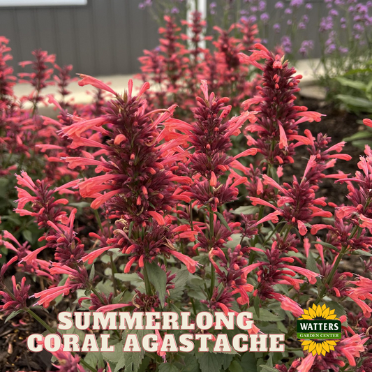 SUMMERLONG CORAL AGASTACHE 1gal