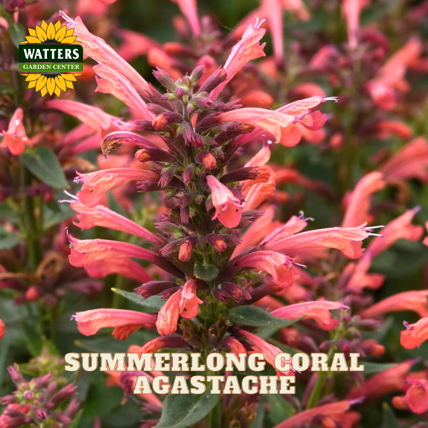 A close-up of a flowering agastache plant with coral-pink tubular flowers and green leaves, with a Watters Gardens Center logo and the text 'SUMMERLONG CORAL AGASTACHE' overlaid on the image.