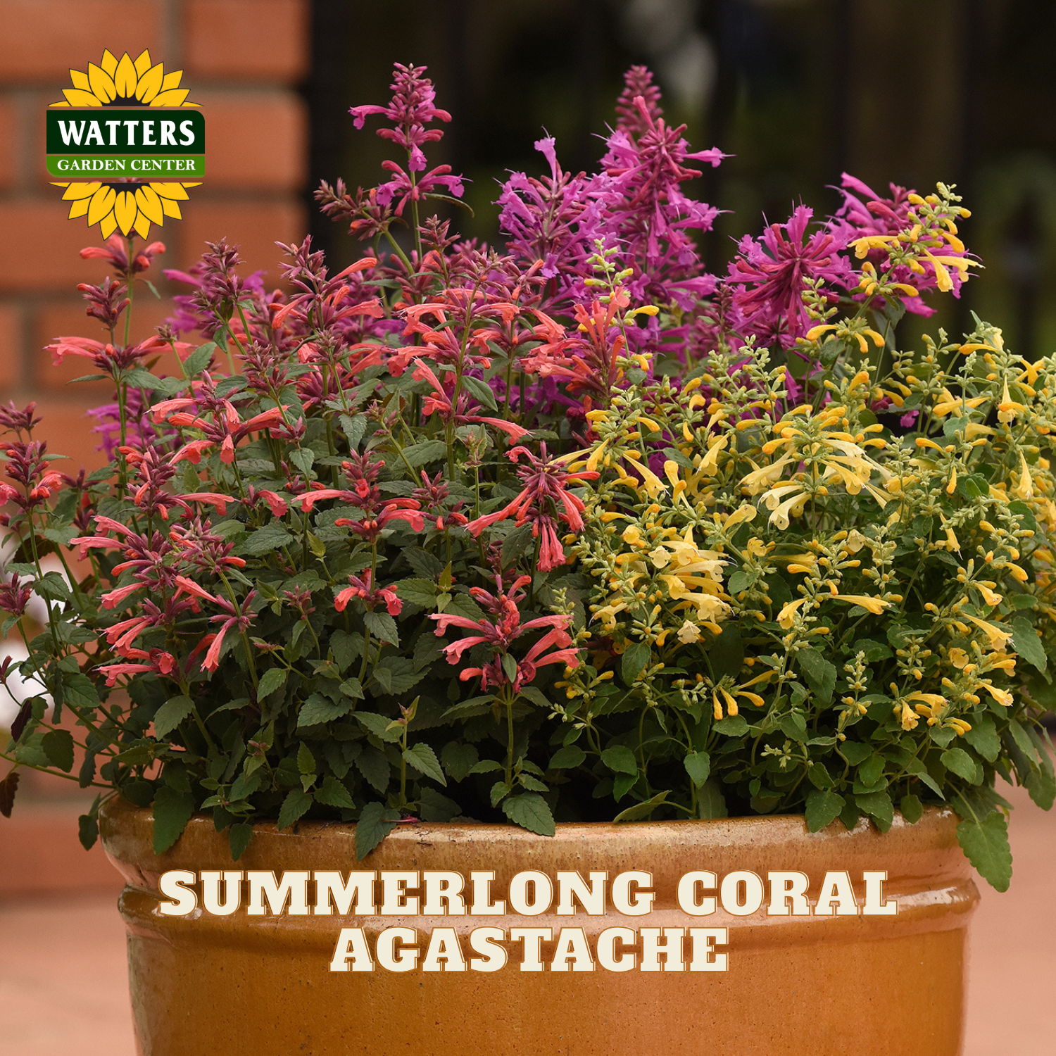 A terracotta planter filled with mixed summer agastache flowers in coral, pink, purple, and yellow tones, with the Watters Garden Center logo and 'SUMMERLONG CORAL AGASTACHE' text overlaid on the image.